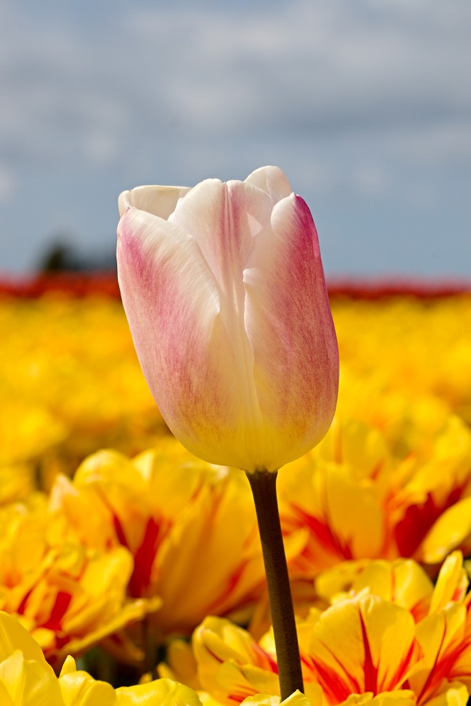 tulp tulpen tulipa natuur hdr tulpenbol liliaceae flora bloem bloemen voorjaar lente tulpenfestival keukenhof festival